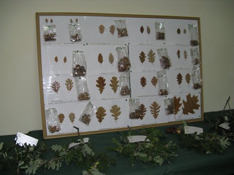 mostra micologica anno 2010 - 2
